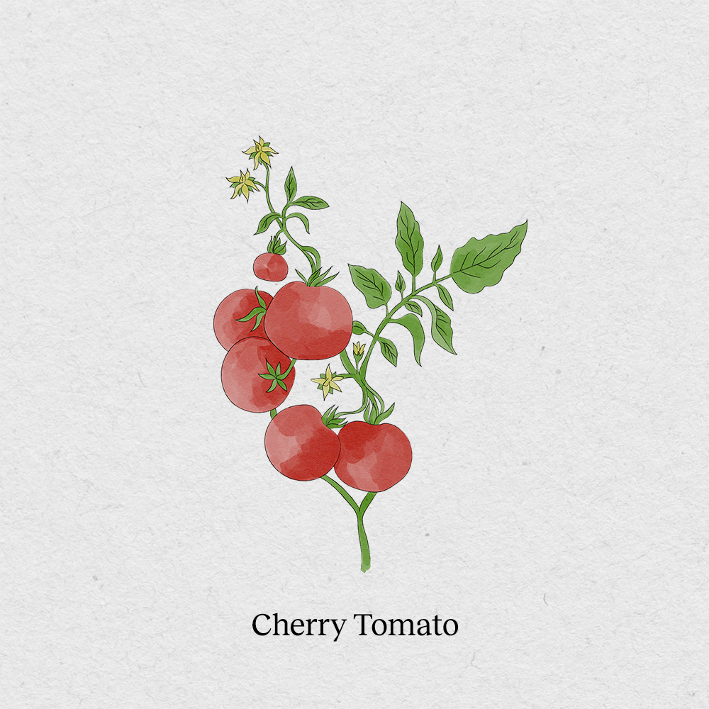 Cherry Tomato