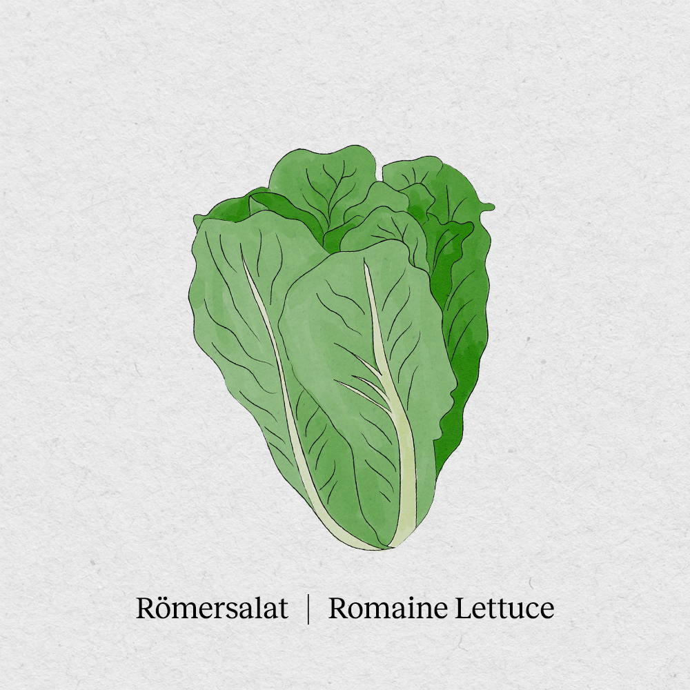 Romaine lettuce
