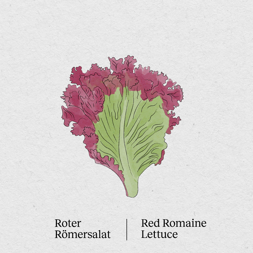 Red romaine lettuce