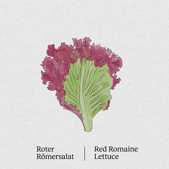 Roter Römersalat