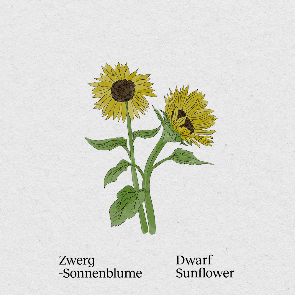 Dwarf sunflower Little Sunshine