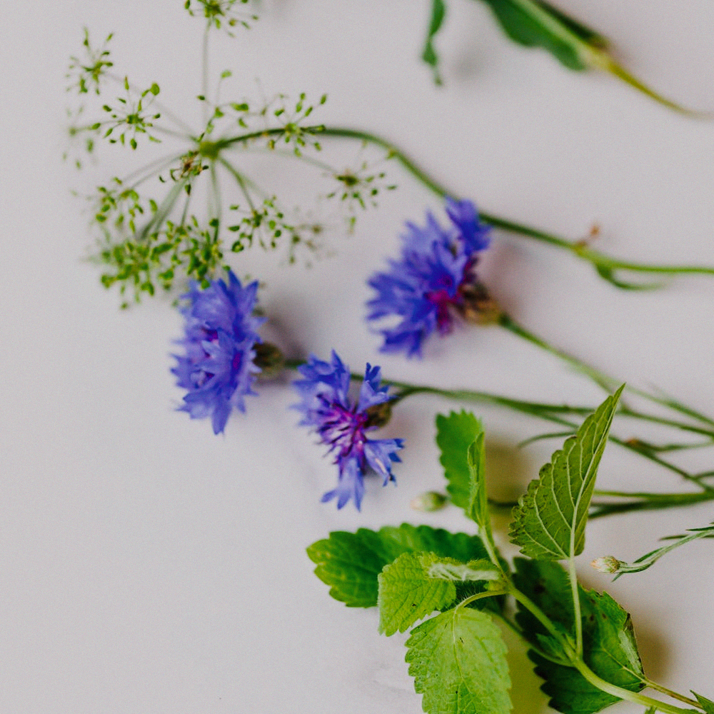 Cornflower
