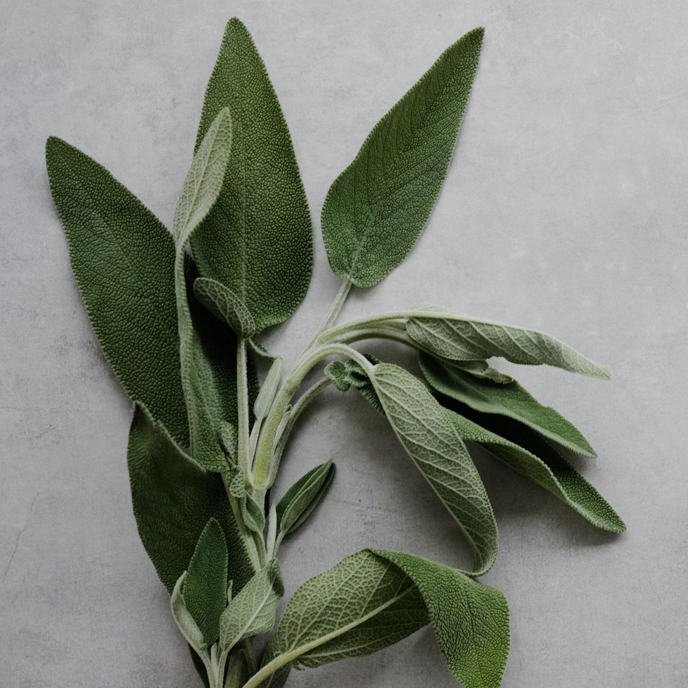 Sage