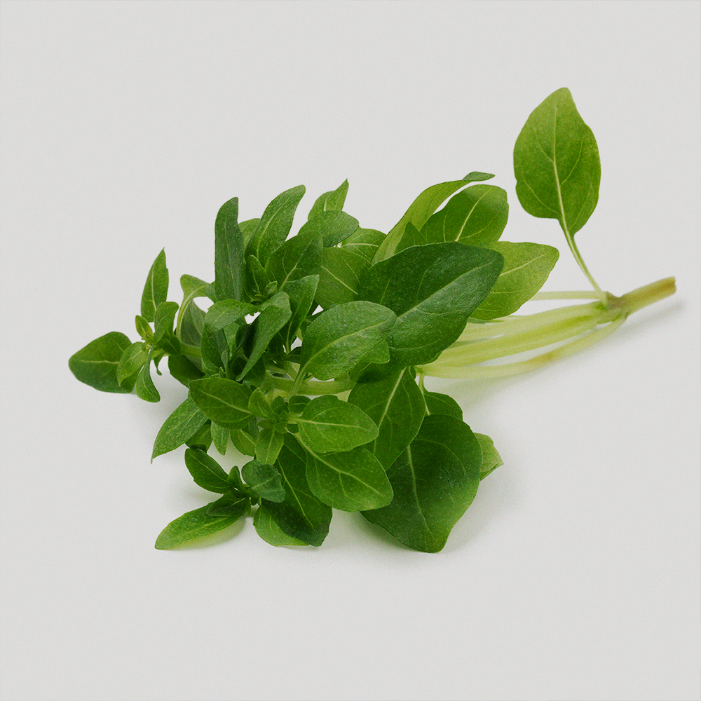 Basil Piccolino