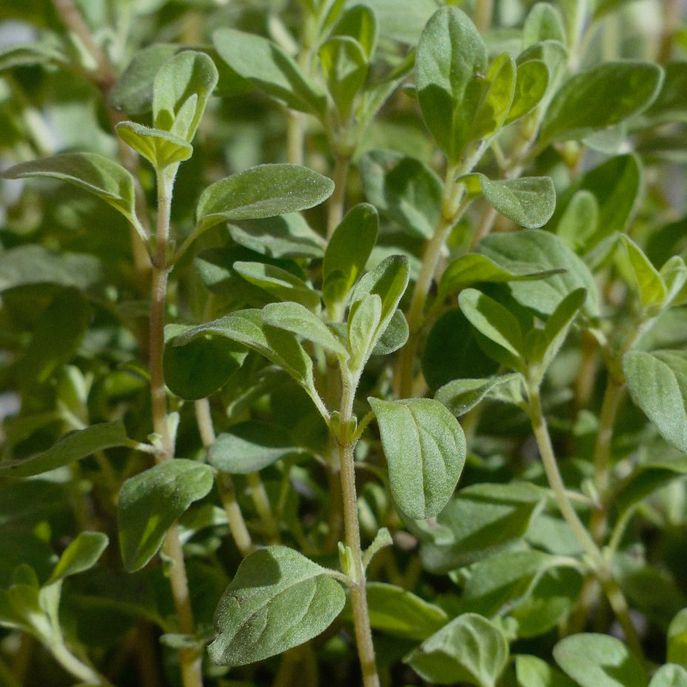 Marjoram