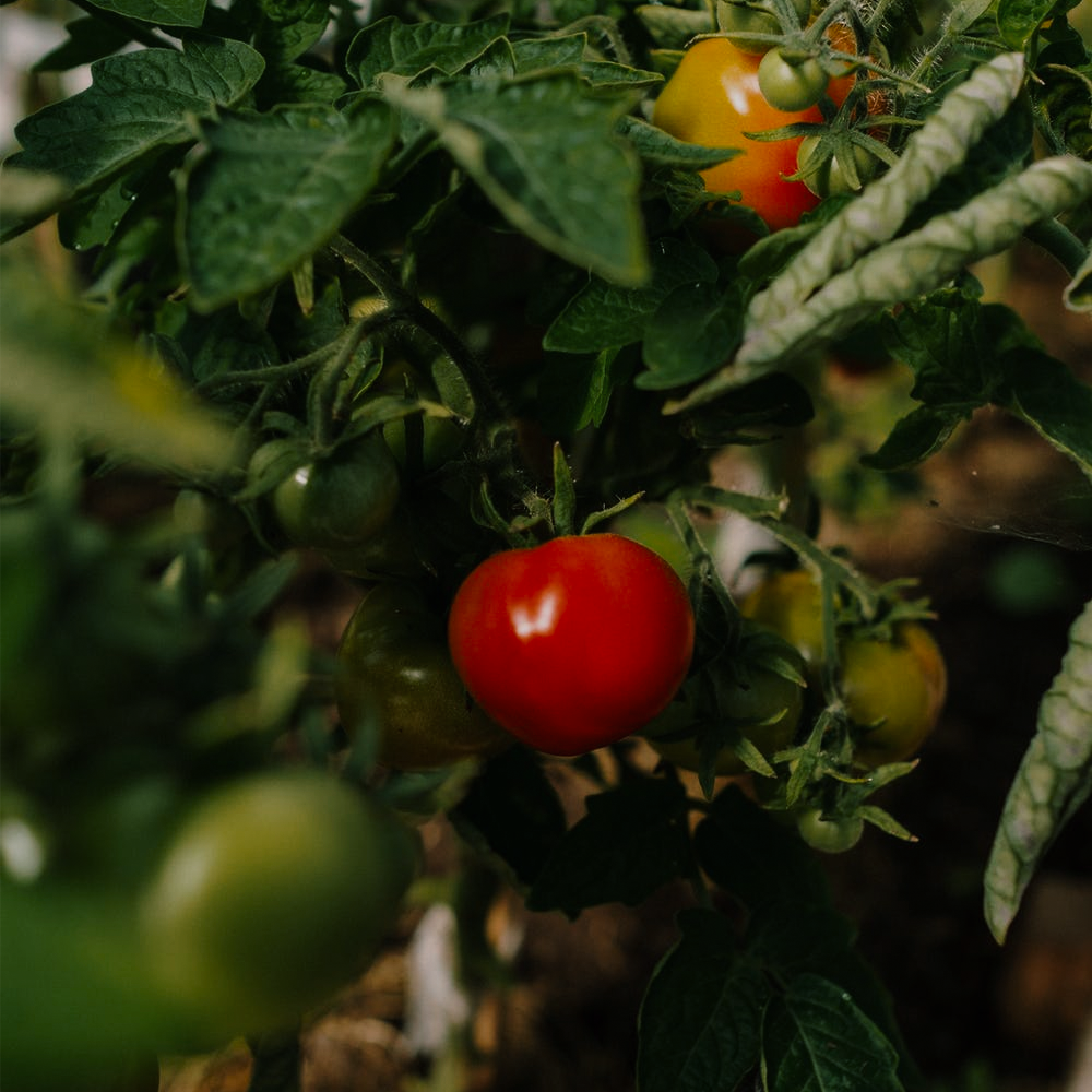 Cherry Tomato