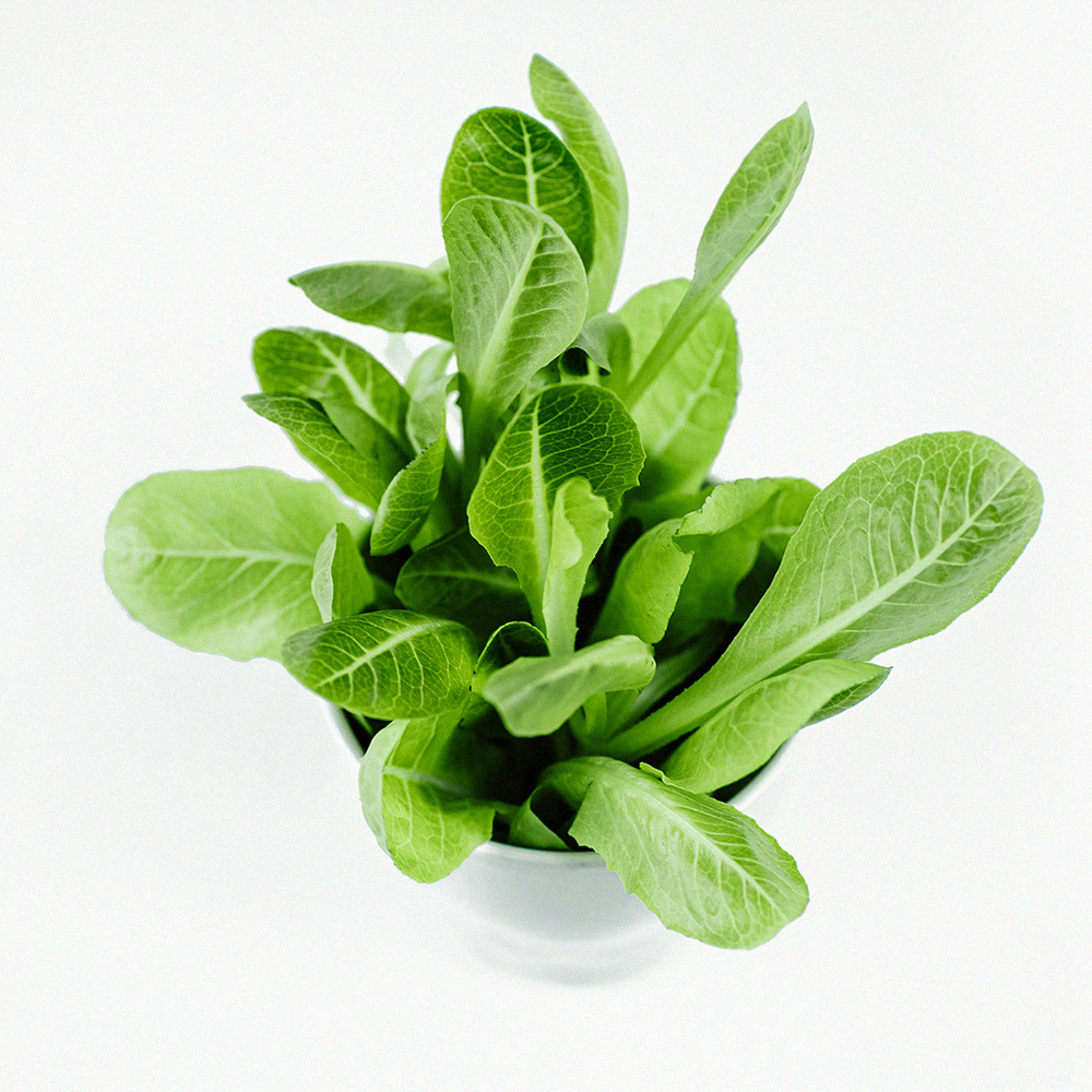 Romaine lettuce