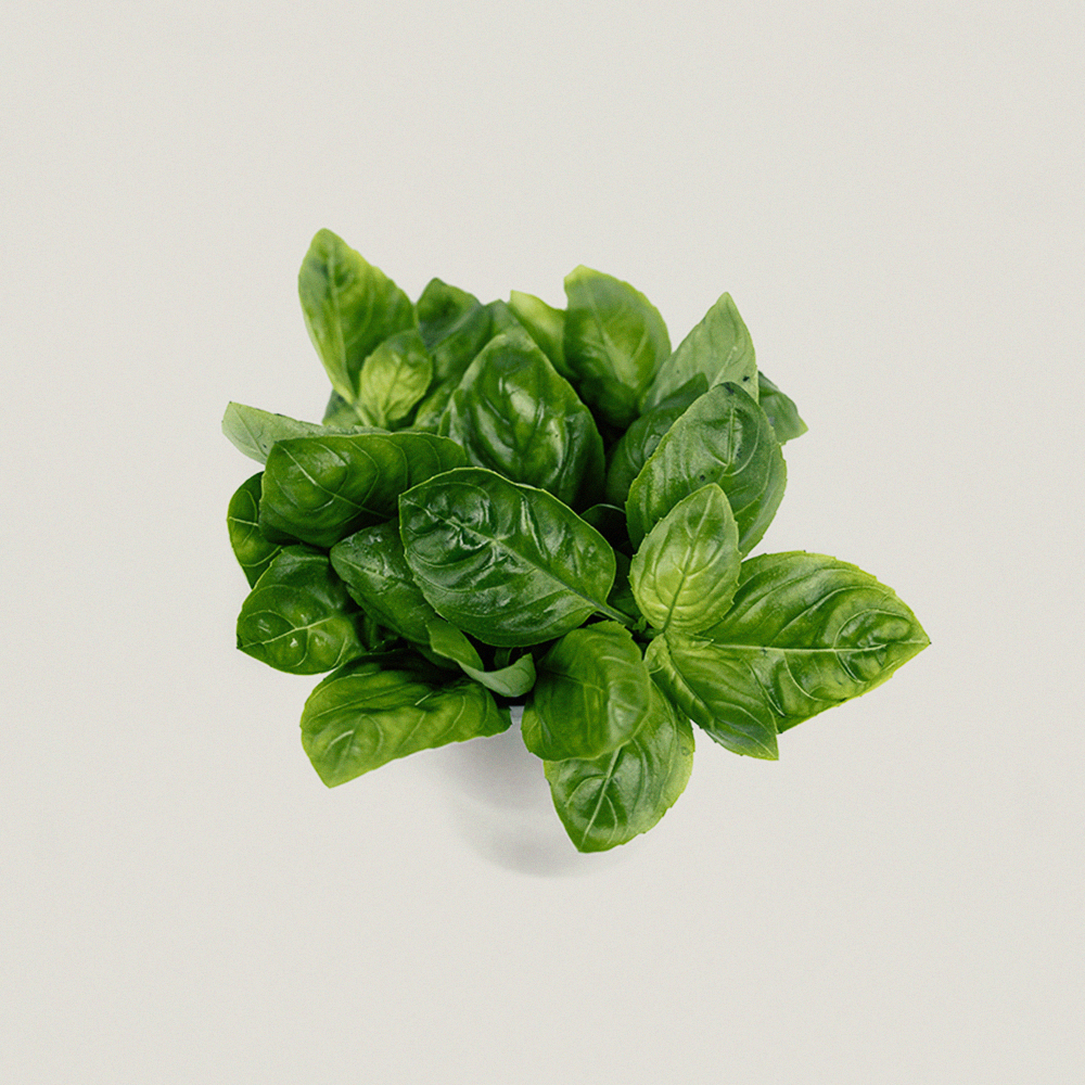 Genovese basil