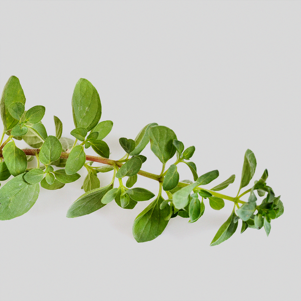 Oregano