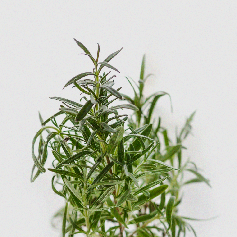 Rosemary