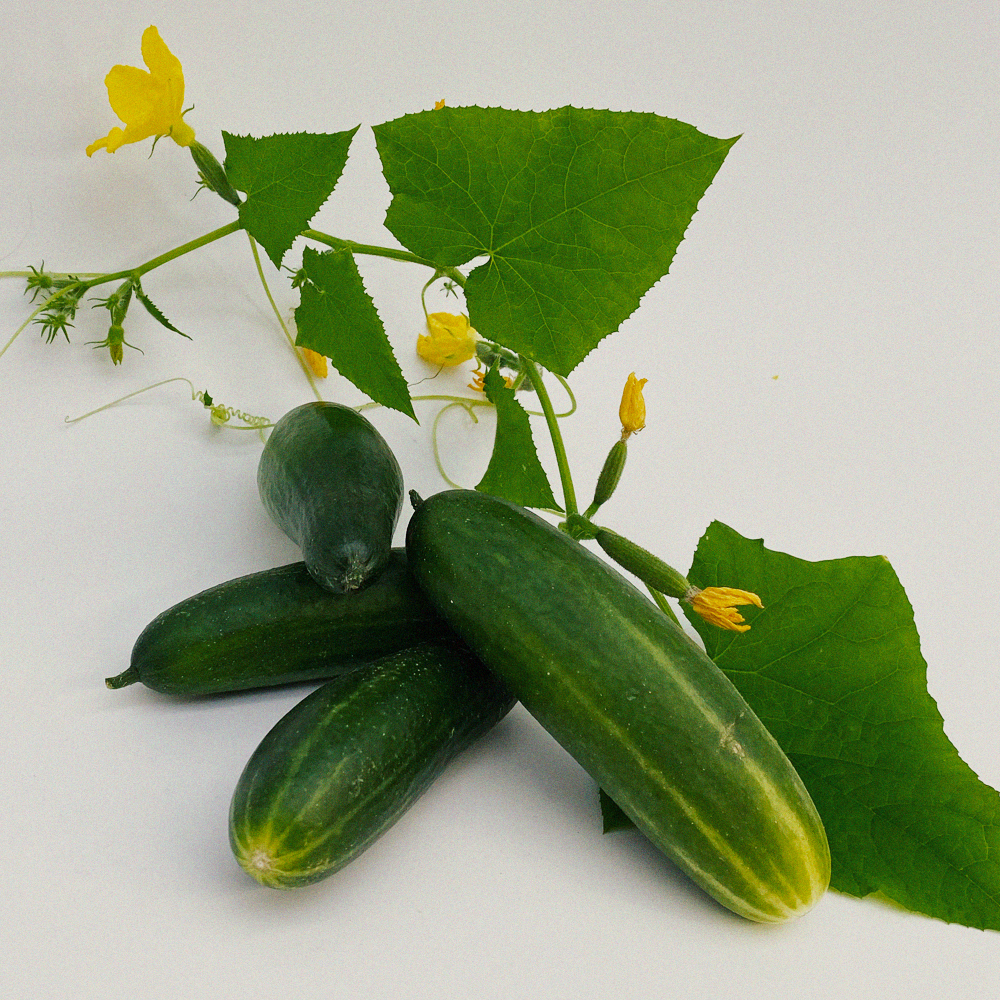 Mini cucumber