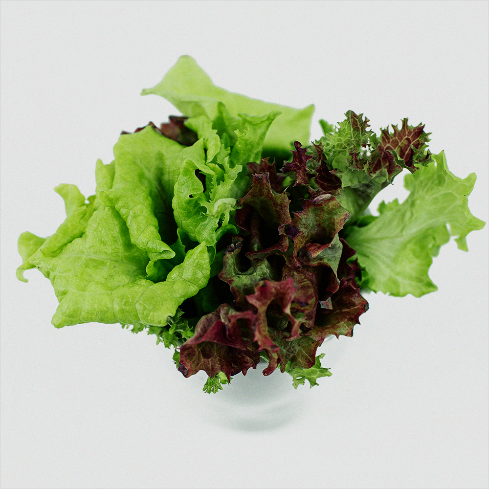 Picking lettuce