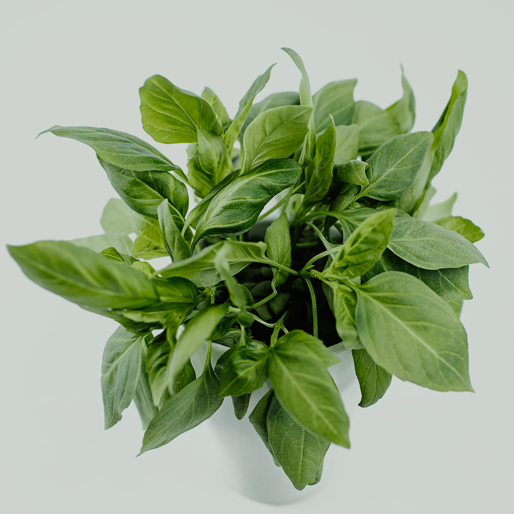 Thai basil