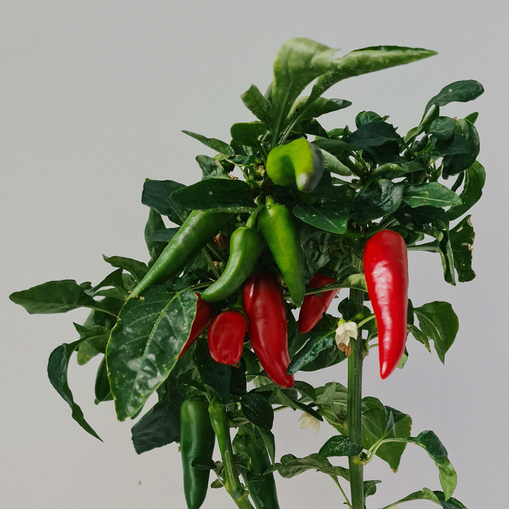 Chili Spicy