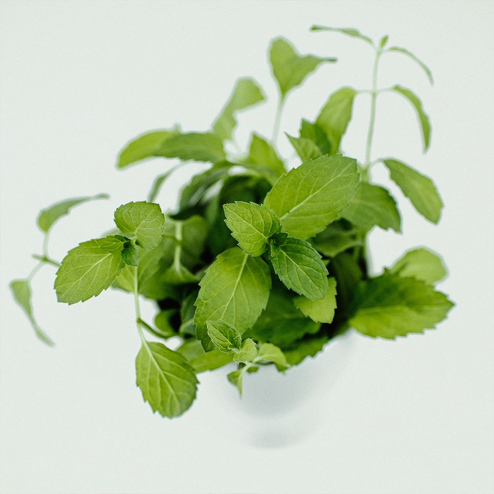 Peppermint