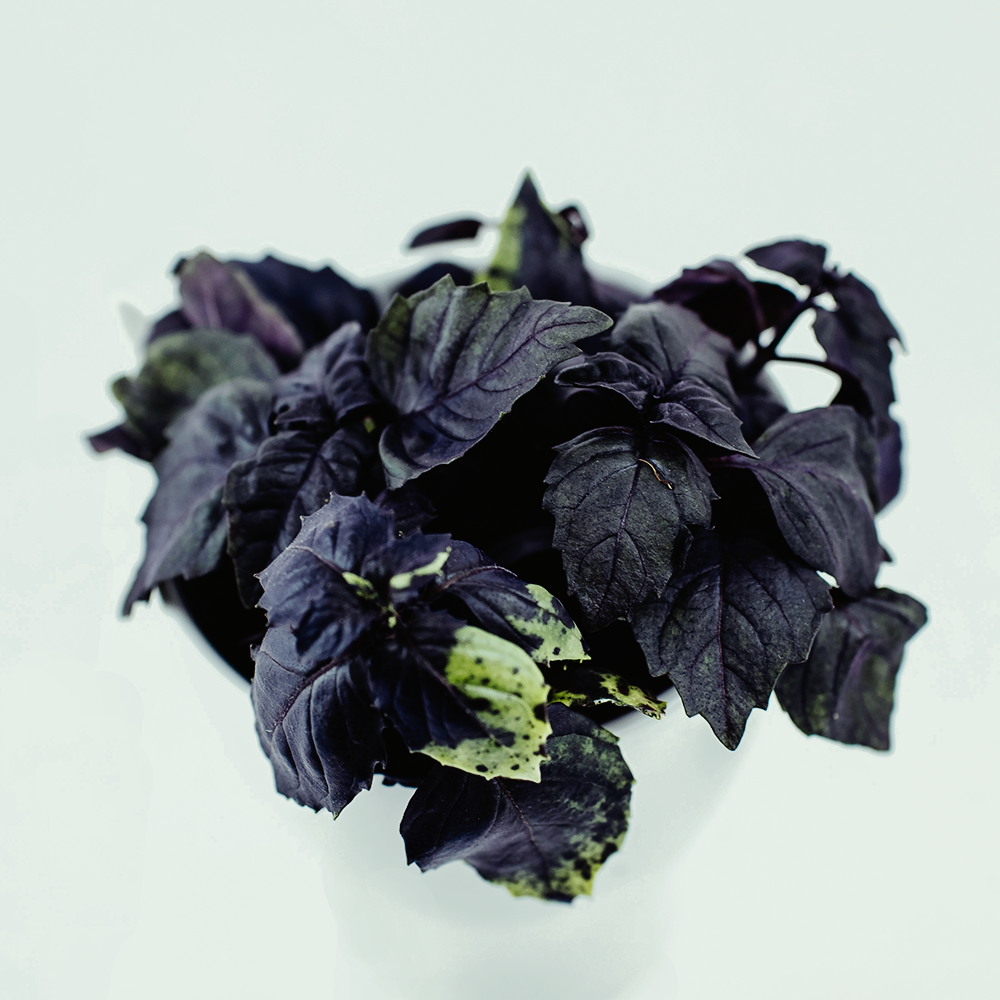 Red basil
