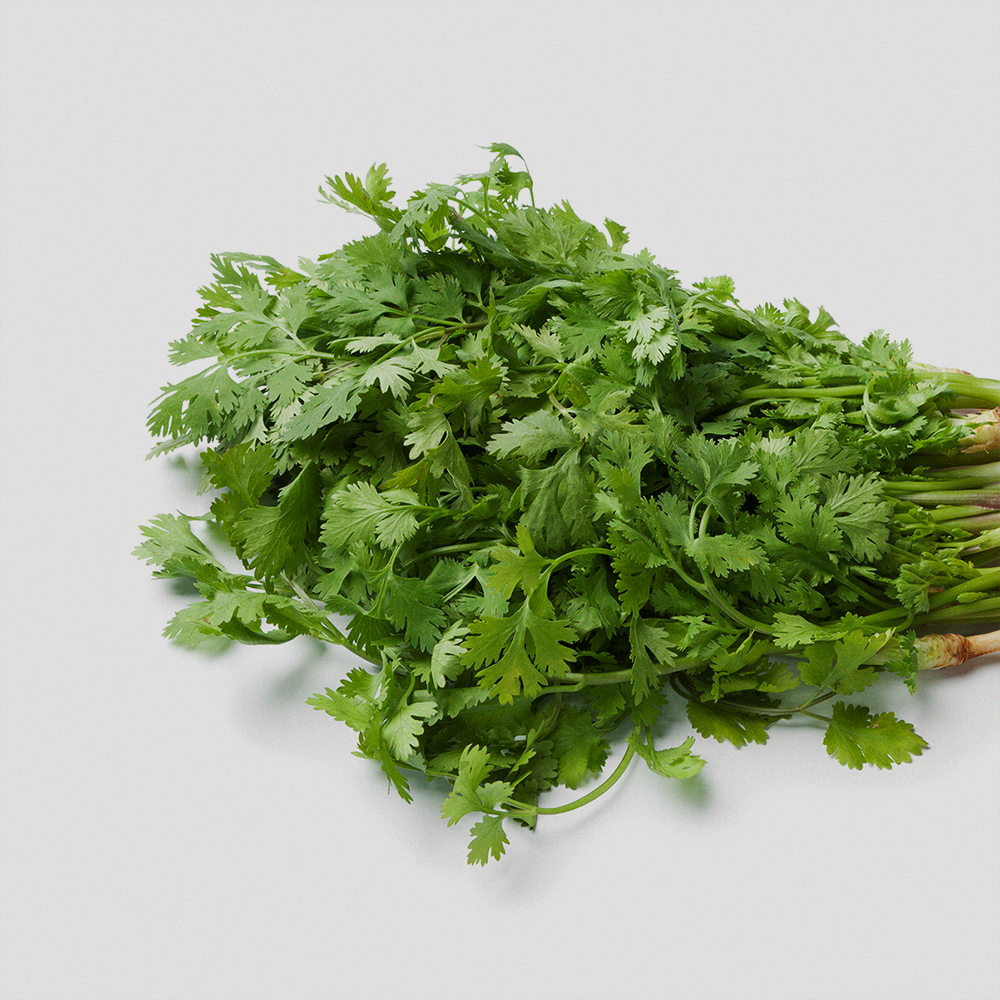 Coriander