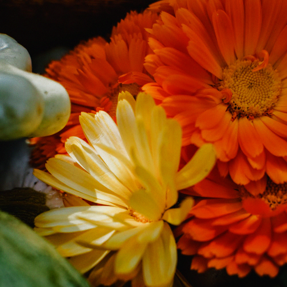 Marigold