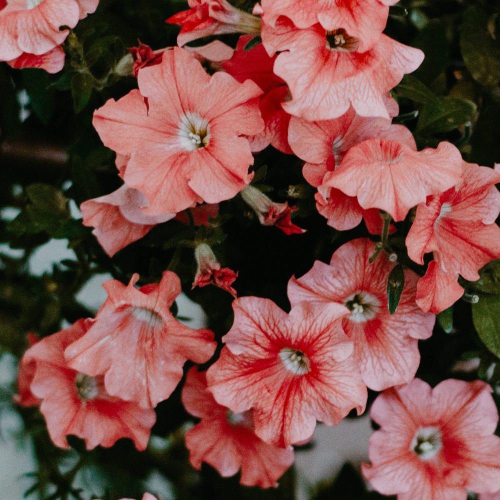 Petunia