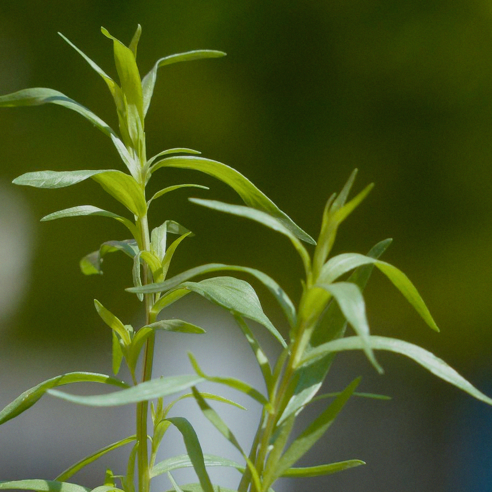 Tarragon