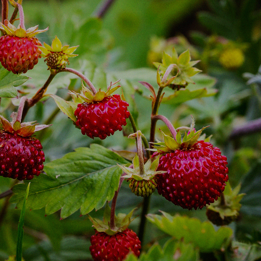 Wild strawberry