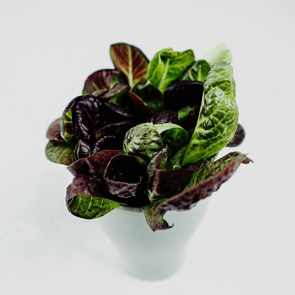 Red romaine lettuce