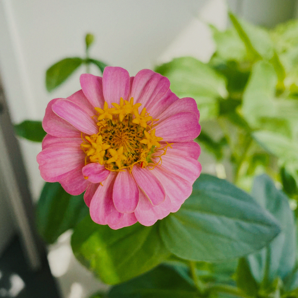 Zinnia Mexican Princess