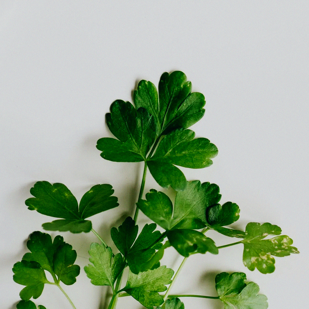 Parsley