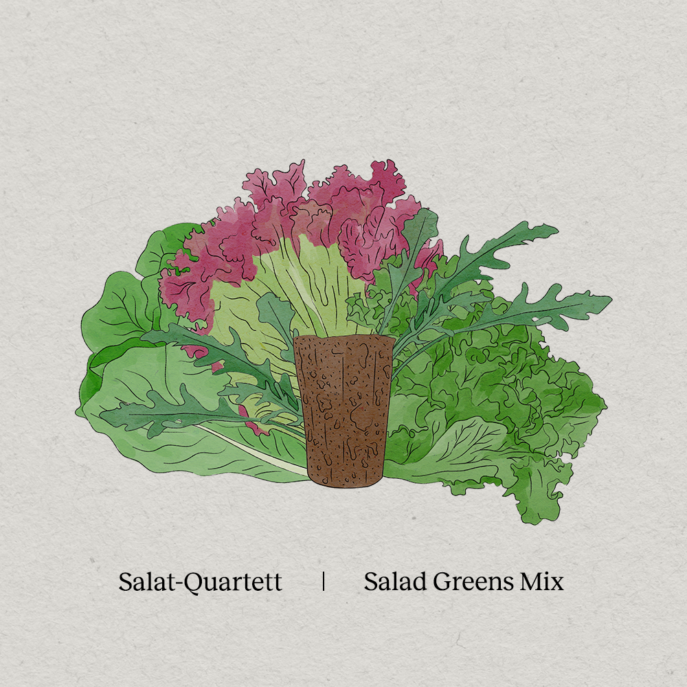 PlantPlugs | Salad Quartet 8-pack