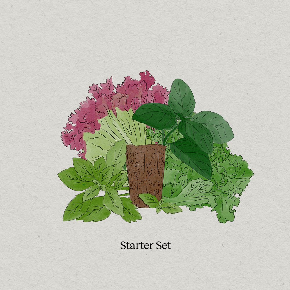 PlantPlugs | Starter Set 8-pack