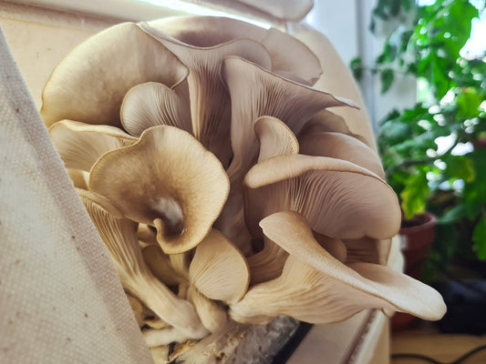 The fascinating world of mushrooms: taste, health and growing your own in the GreenBox.