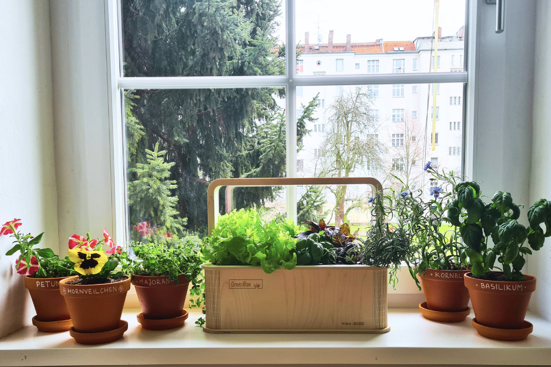 Ready for spring with the GreenBox - What to do with all the plants?