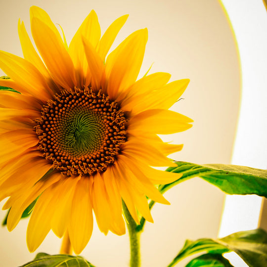 Sunflower Mr. Sunshine