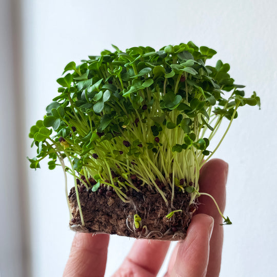 Microgreens variety set 4-pack