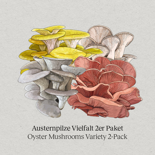 Oyster mushroom variety pack of 2