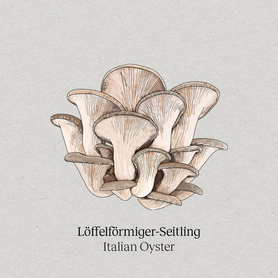 Italian Oyster Mushroom Mushroom package