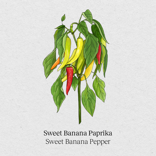 Sweet banana peppers