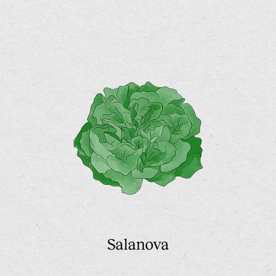 Salanova