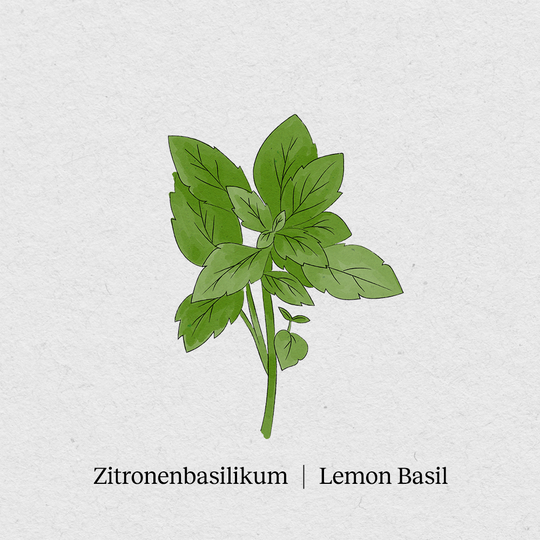 Lemon basil
