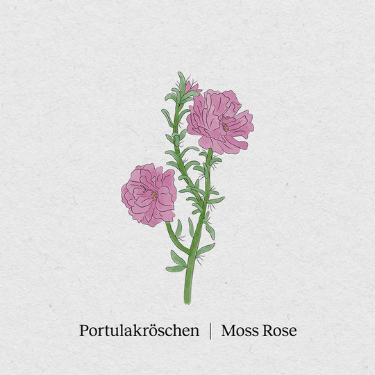 Moss Rose