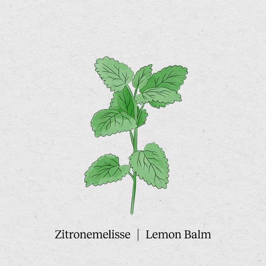 Lemon balm