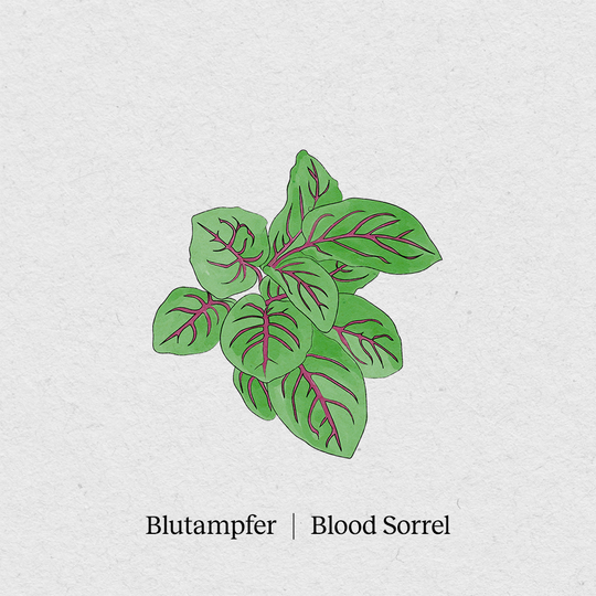 Bloody sorrel