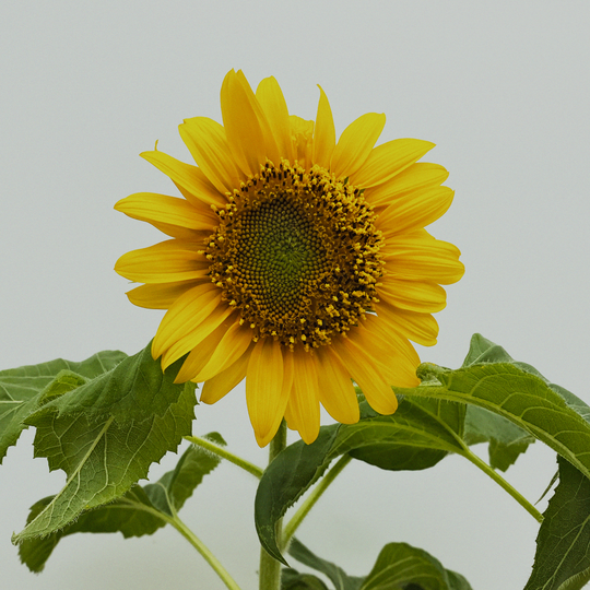 Dwarf sunflower Little Sunshine