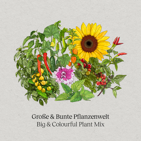 Grote & kleurrijke plantenwereld zadenset 12-pack
