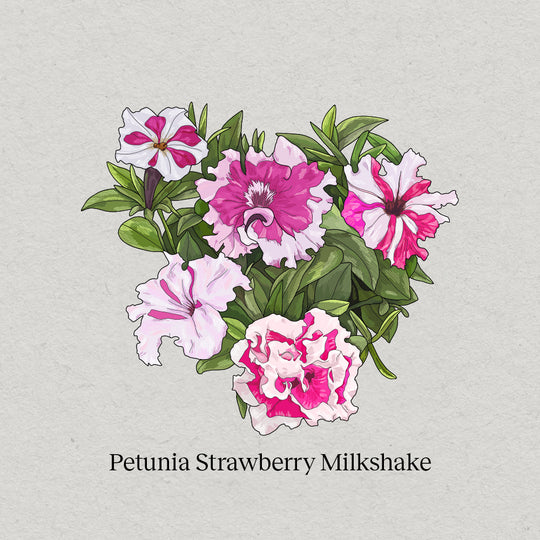 Petunia Aardbeien Milkshake