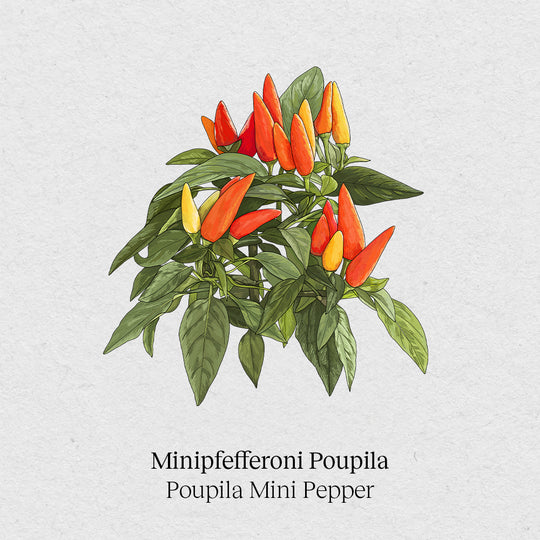 Poupila minipaprika's