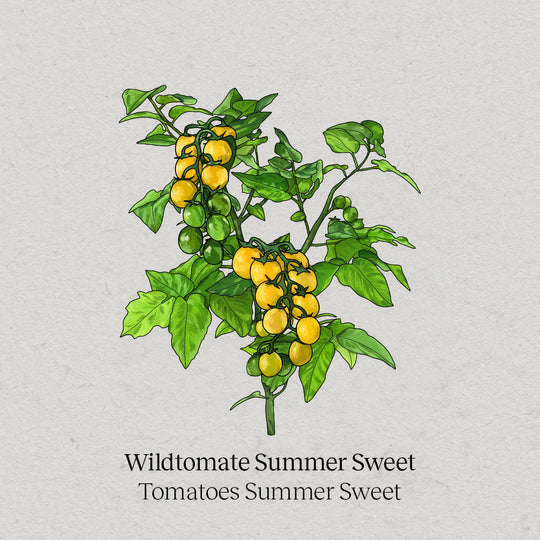 Wilde tomaat 'Summer Sweet